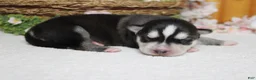 Siberian Husky dogs for sale: Koda  - Ad 7