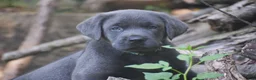 Labrador Retriever dogs for sale: King - Ad 7