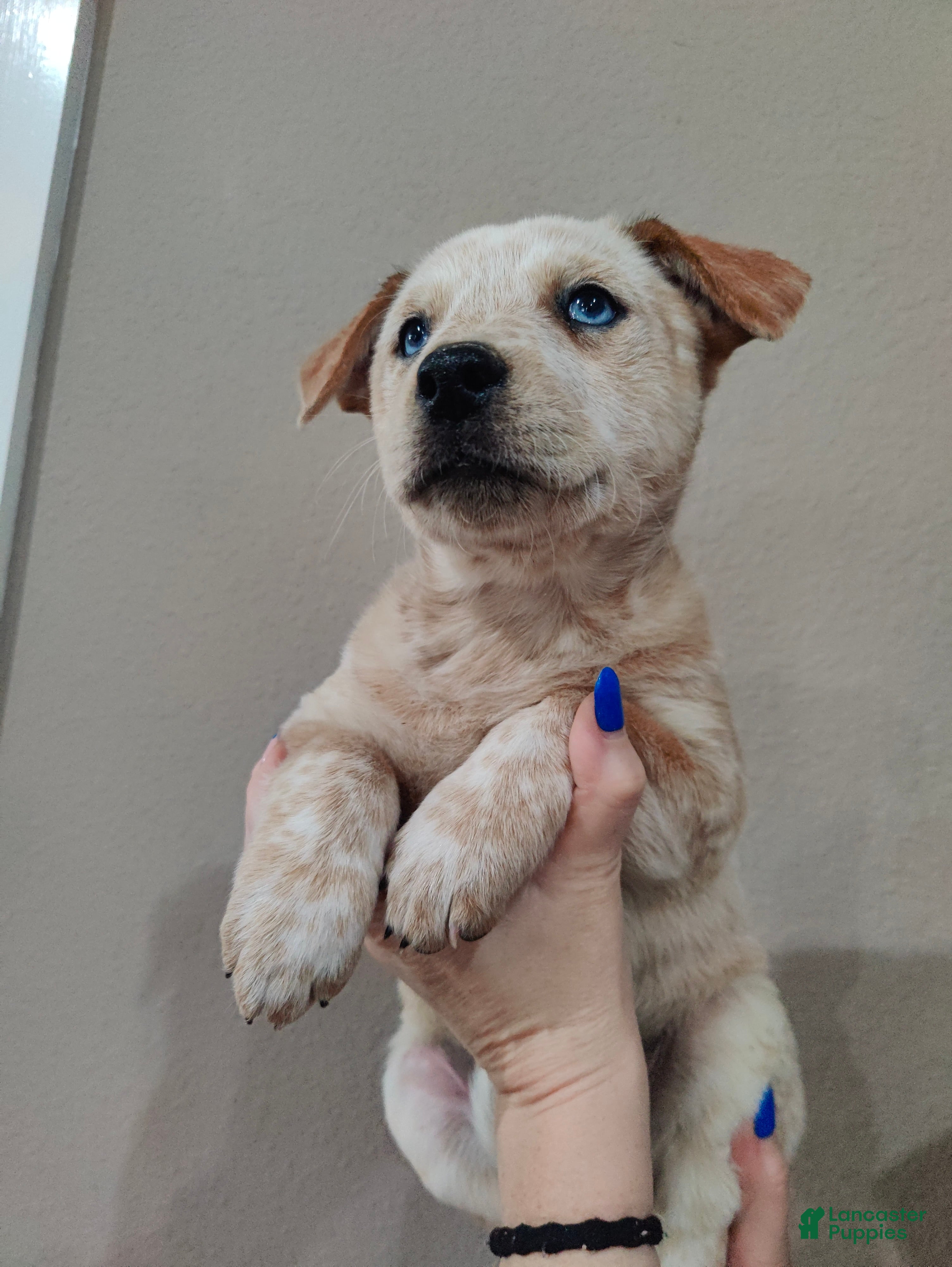 Australian Cattle Dog dogs Red Male (Dark Blue - Freckles) - Ad 1