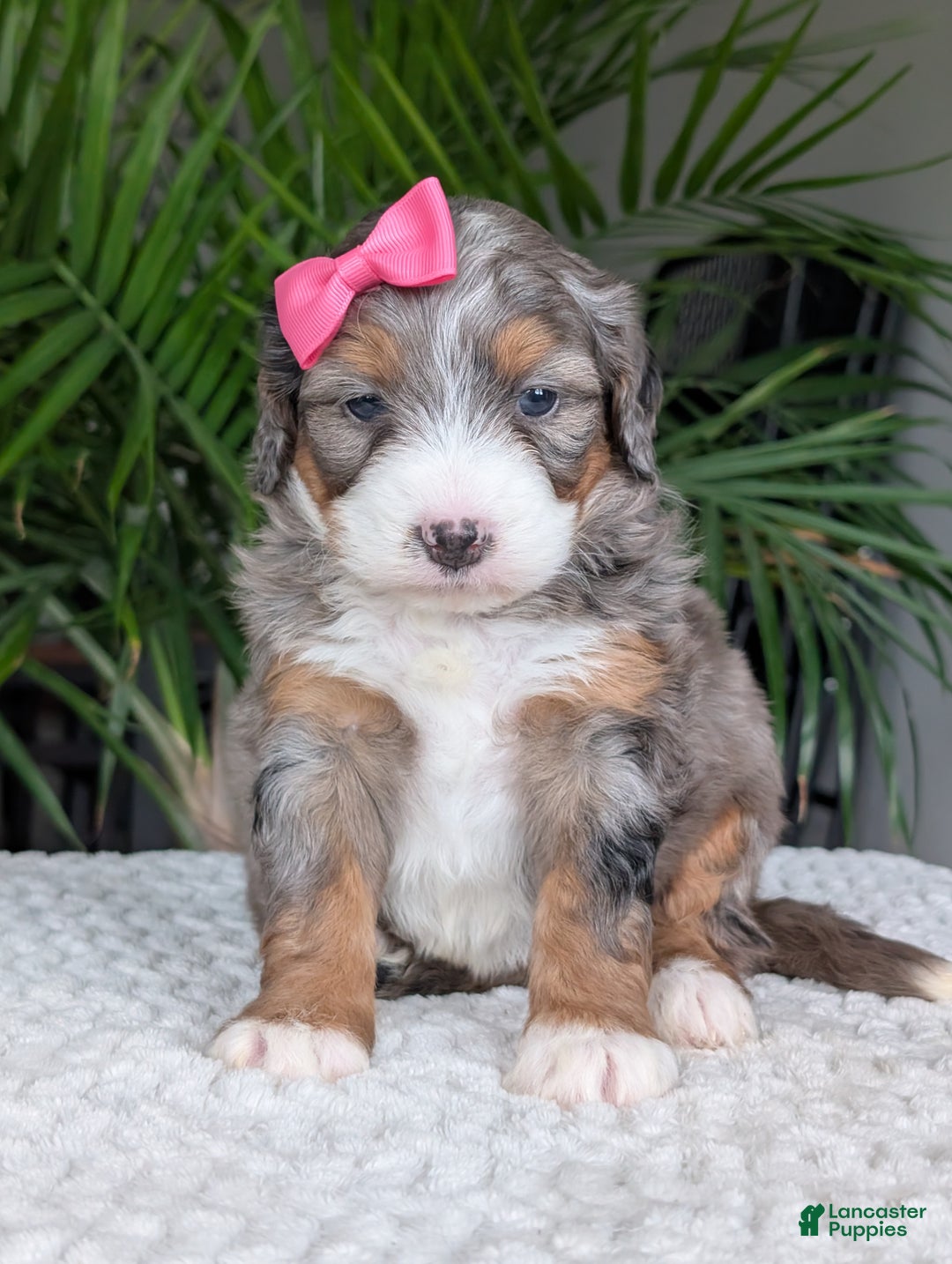 Mini Bernedoodle dogs for sale: Mini Daisy  - Ad 3