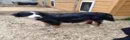 Bernese Mountain Dog dogs for sale: Bernese Mountain Dog 3 - Ad 3