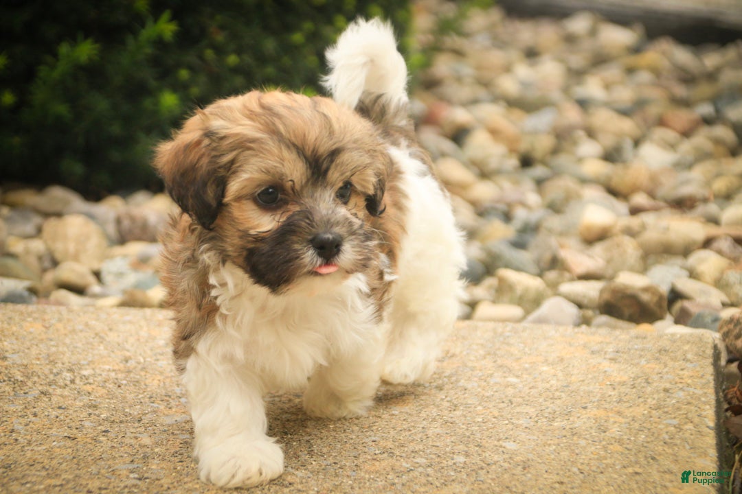 Havanese dogs for sale: Scout Havanese  - Ad 3