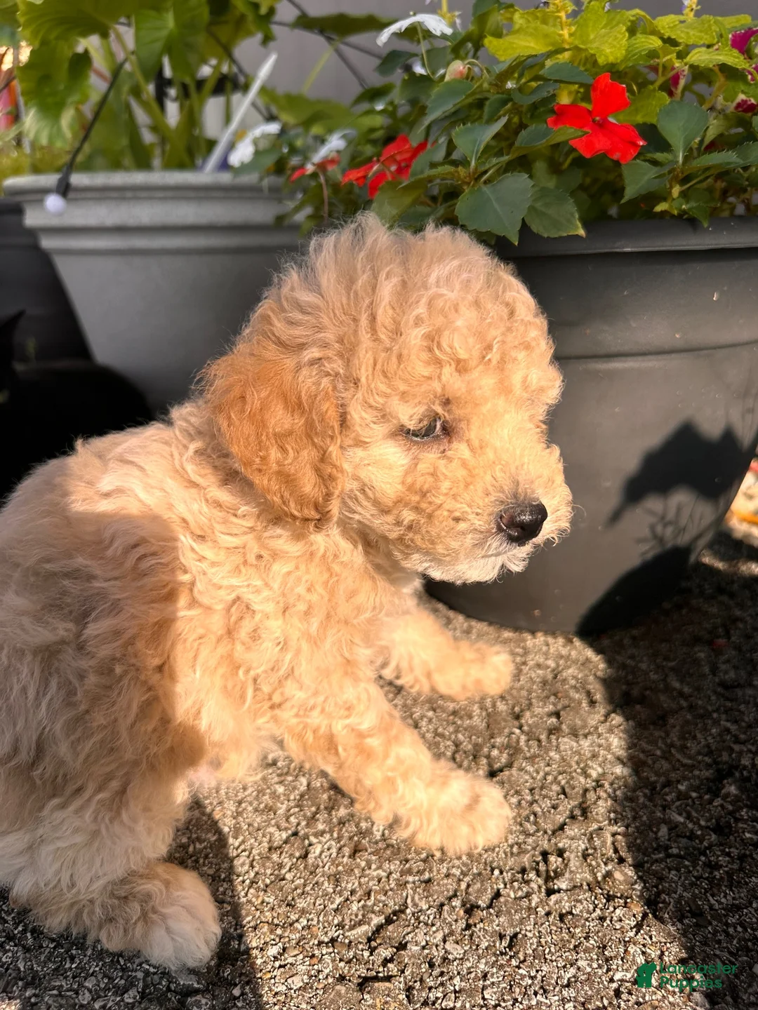 Toy Poodle dogs for sale: Toy Poodle 1 - Ad 2