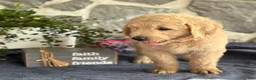 Goldendoodle dogs for sale: Nolan - Ad 14