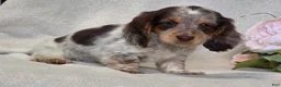 Miniature Dachshund dogs for sale: Ryder - Ad 5