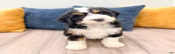 Mini Bernedoodle dogs for sale: Cody - Ad 1