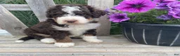 Mini Bernedoodle dogs for sale: Kosmo - Ad 7