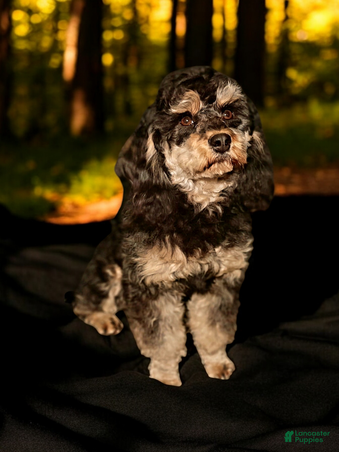 Cavapoo dogs for sale: Charlie  - Ad 3