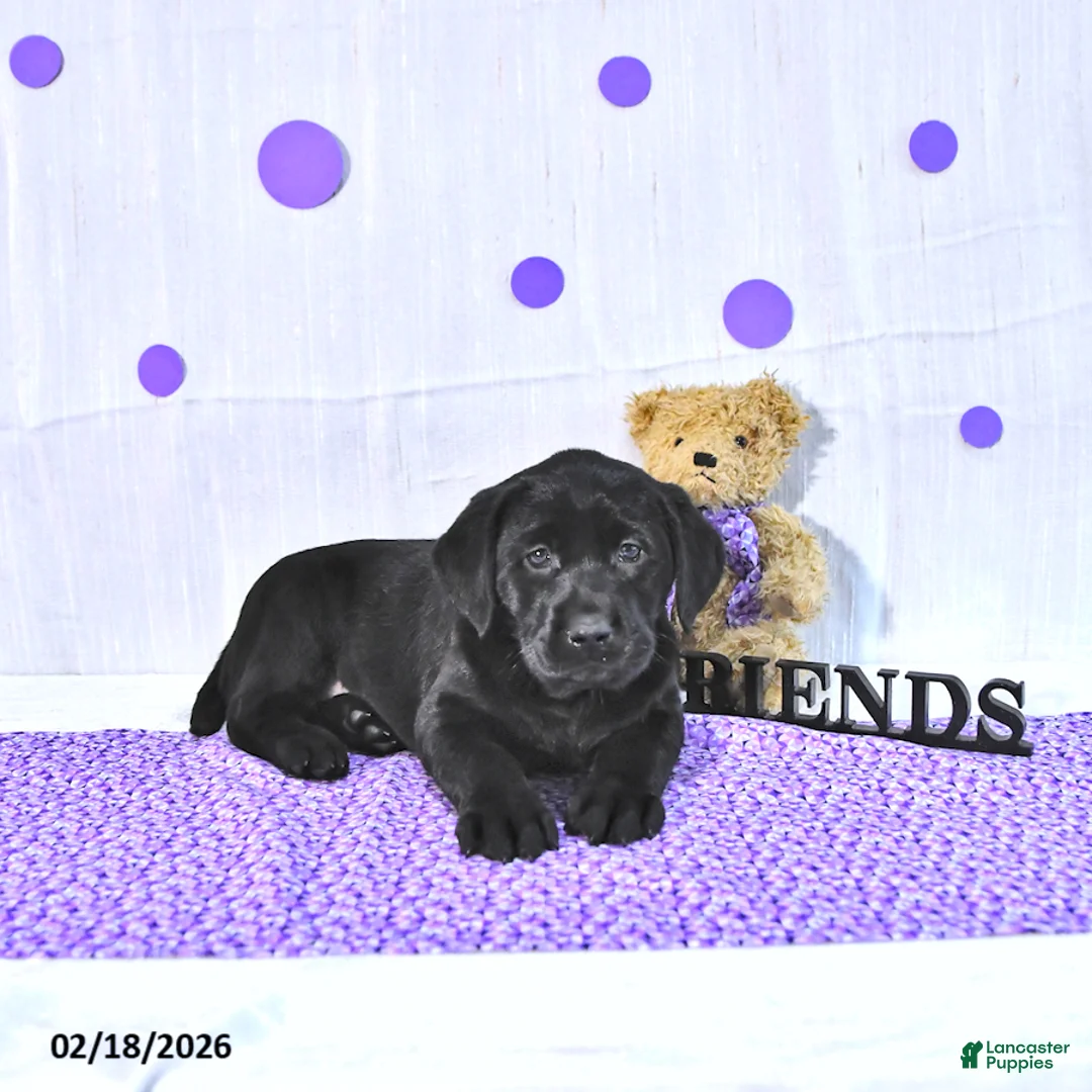 Labrador Retriever dogs for sale: Penny - Ad 2