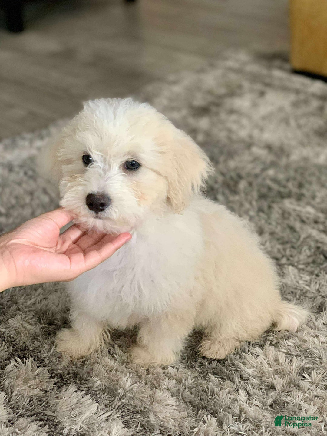 Miniature Poodle dogs for sale: Leo - Ad 8
