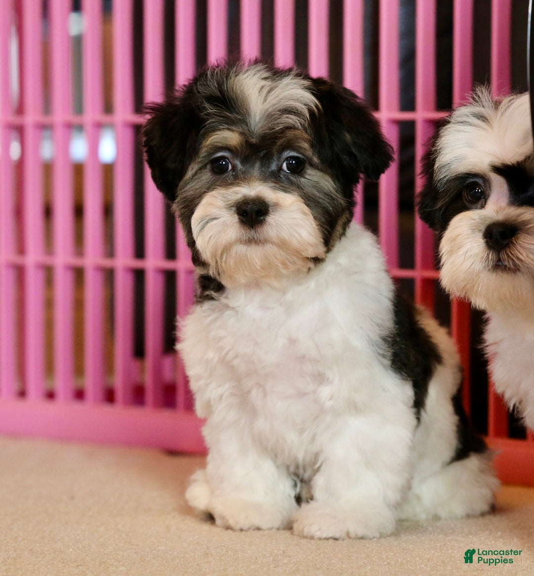 Shihpoo dogs for sale: Mia - Ad 15