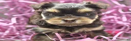Yorkshire Terrier dogs for sale: Levia - Ad 5