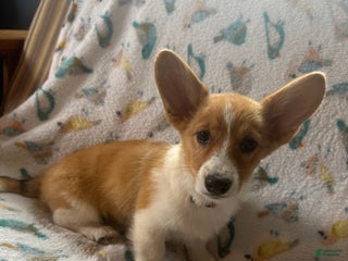 Welsh Corgi Pembroke dogs - Ad 3