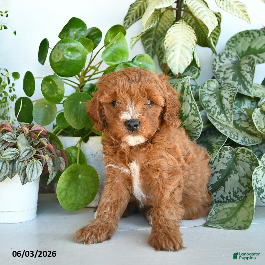 Cavapoo dogs for sale: Liberty  - Ad 3