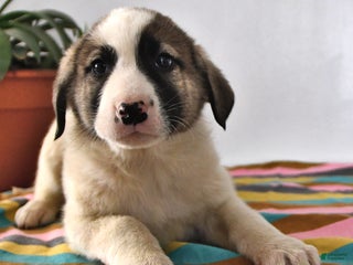 Mixed Breed dogs Ribsy - Ad 7