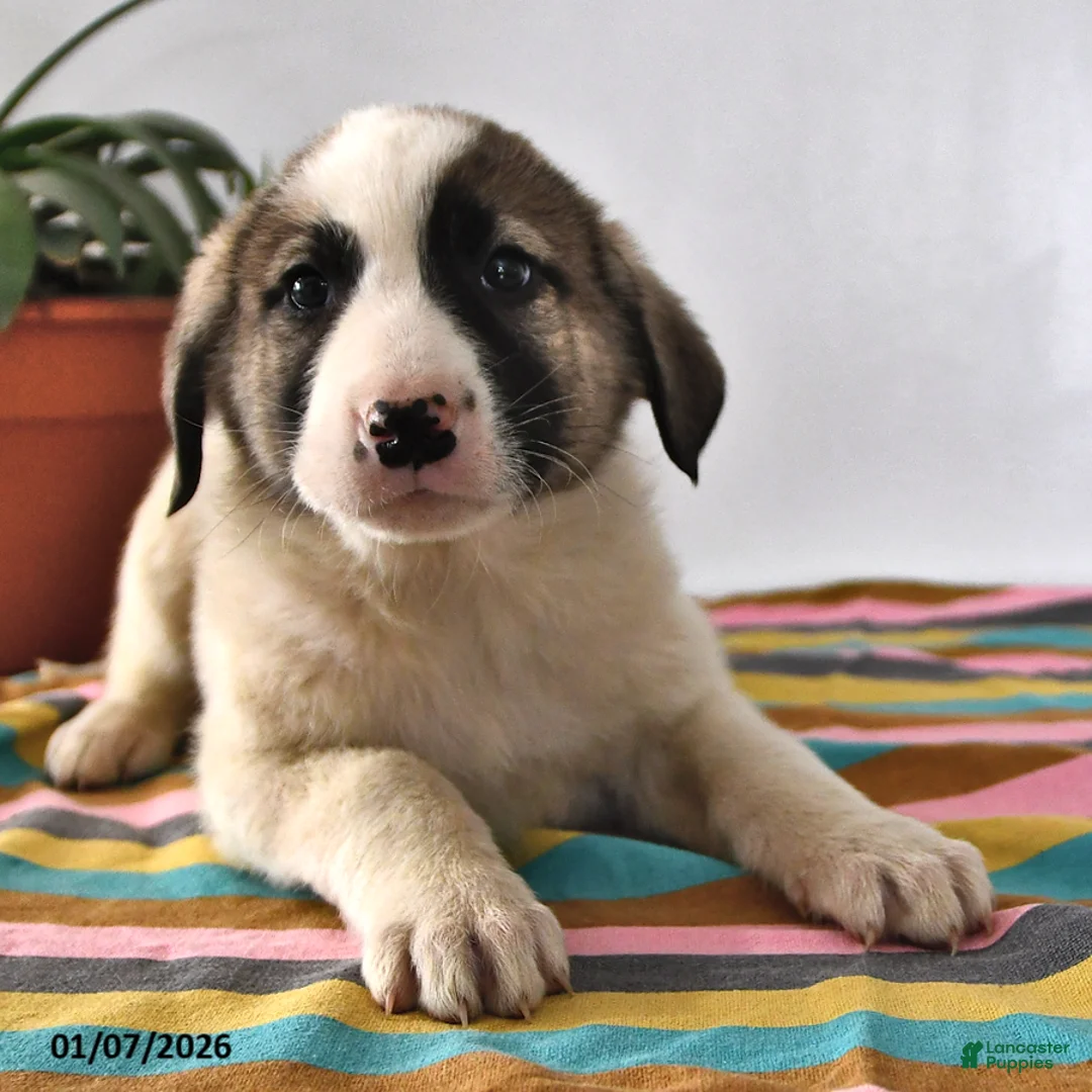 Mixed Breed dogs for sale: Ribsy - Ad 1