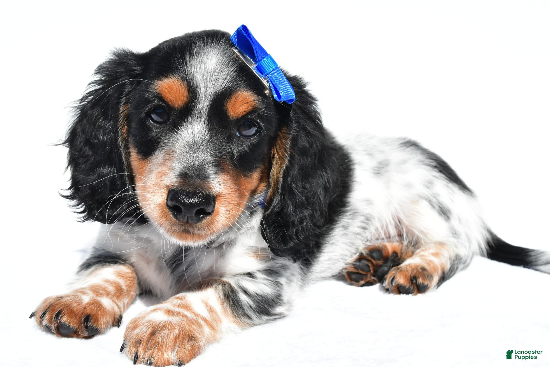 Miniature Dachshund dogs Parker - Ad 1