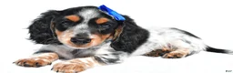 Miniature Dachshund dogs for sale: Parker - Ad 1