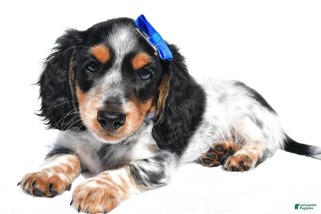 Miniature Dachshund dogs for sale: Parker - Ad 1