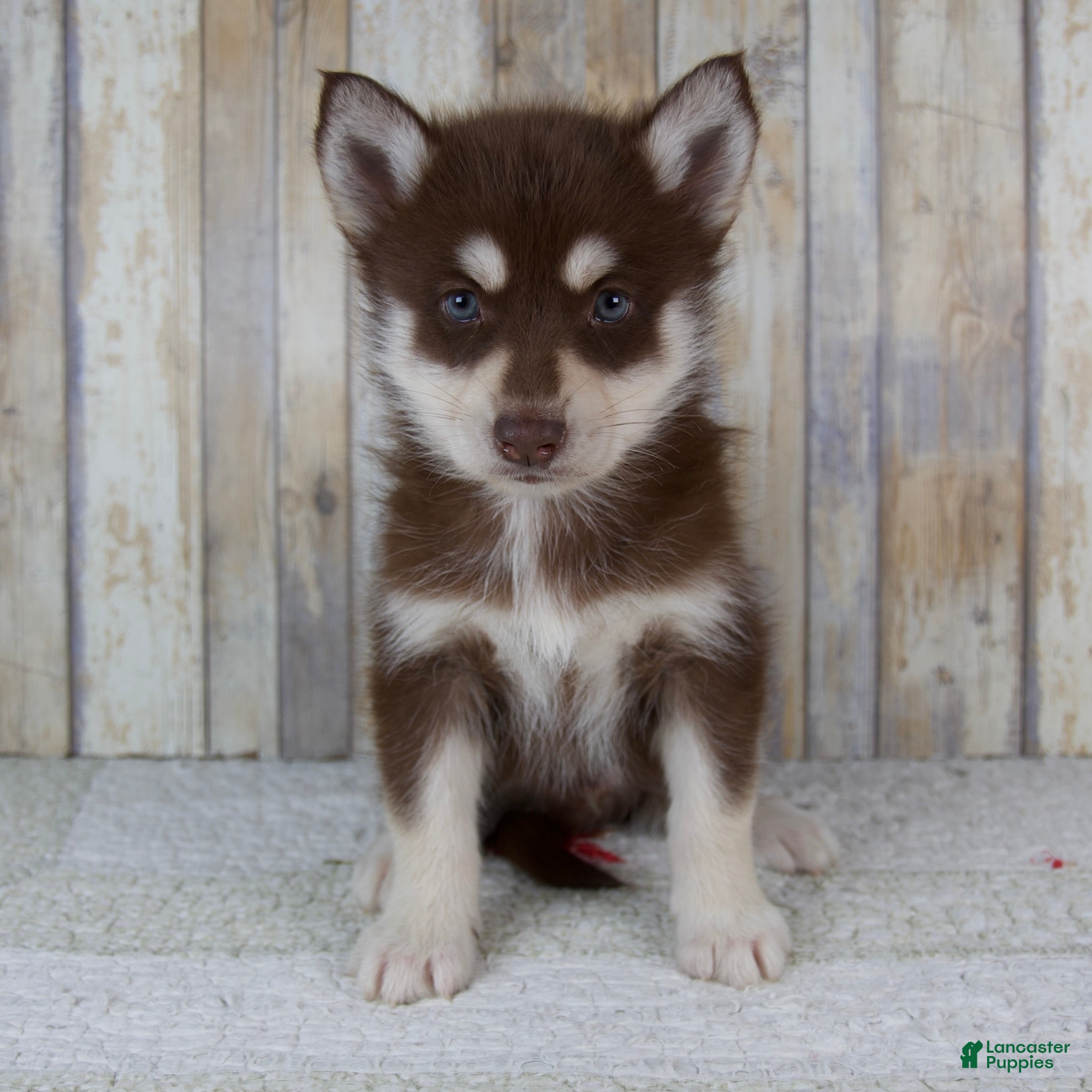 Pomsky dogs Copper - Ad 1