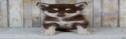 Pomsky dogs for sale: Copper - Ad 1