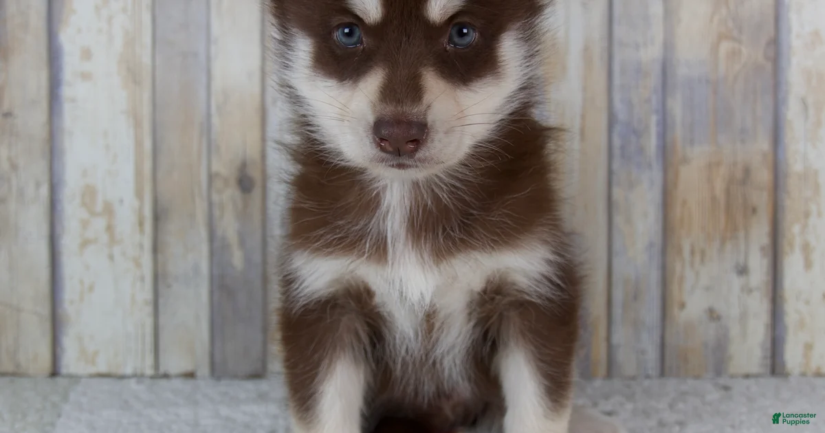 Backround Pomsky White Pomsky Puppies for sale | Lancaster Puppies