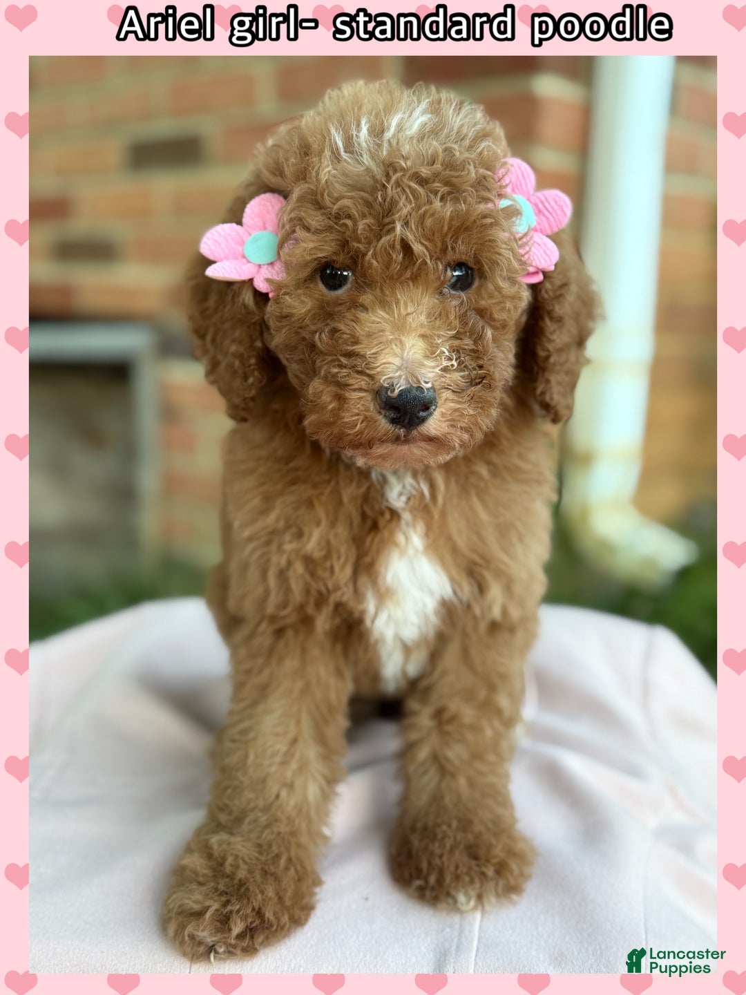 Standard Poodle dogs for sale: Standard Poodle litter of 5 puppies - Ad 5