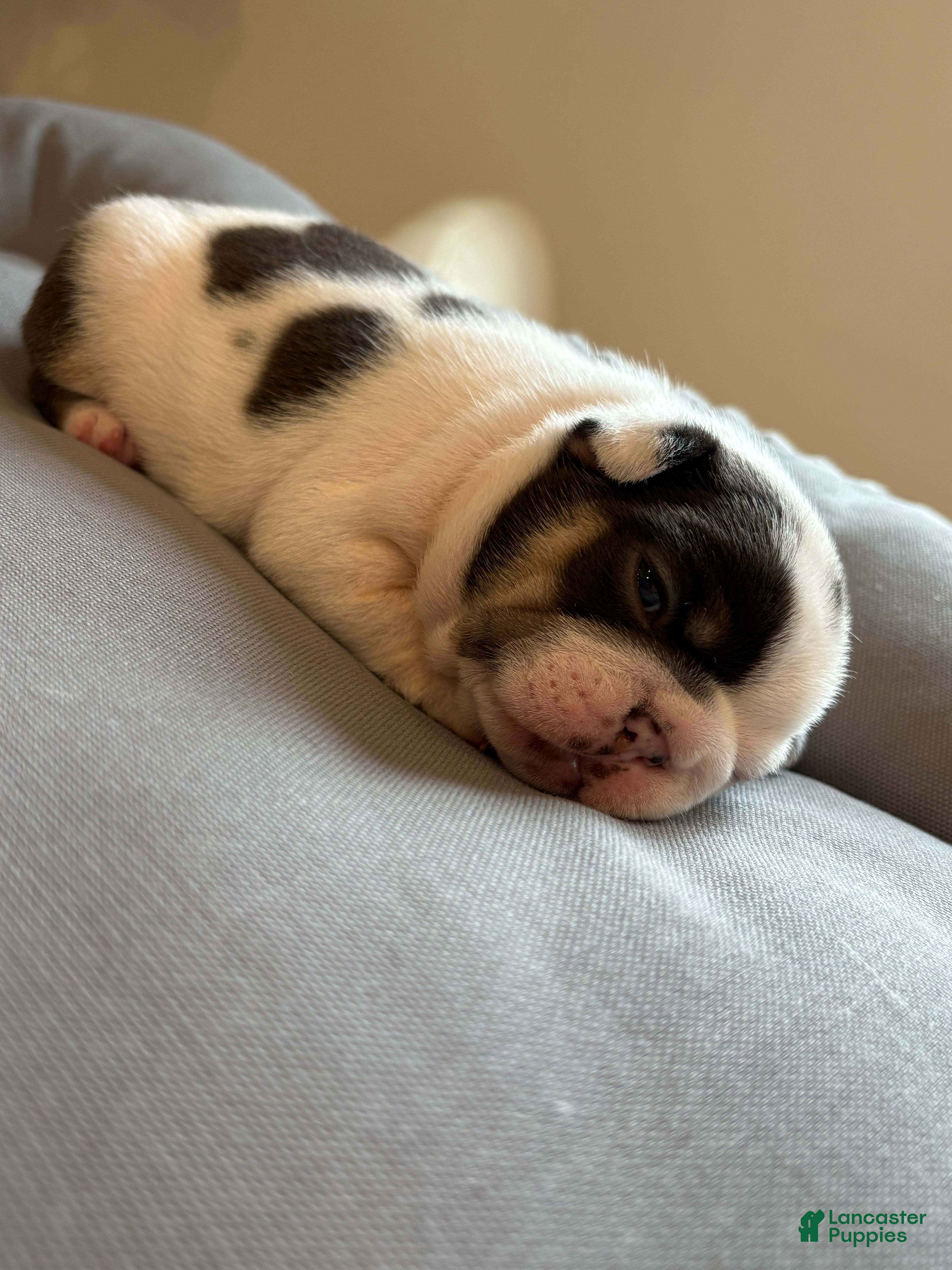 French Bulldog dogs Nola  - Ad 2