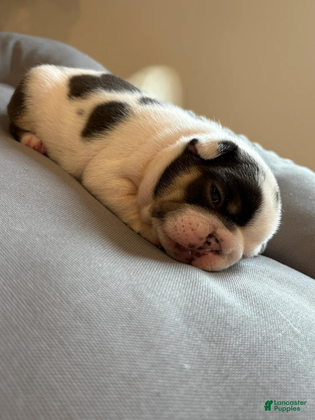 French Bulldog dogs for sale: Nola  - Ad 2