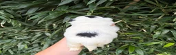 Shih Tzu dogs for sale: Shih Tzu 3 - Ad 2