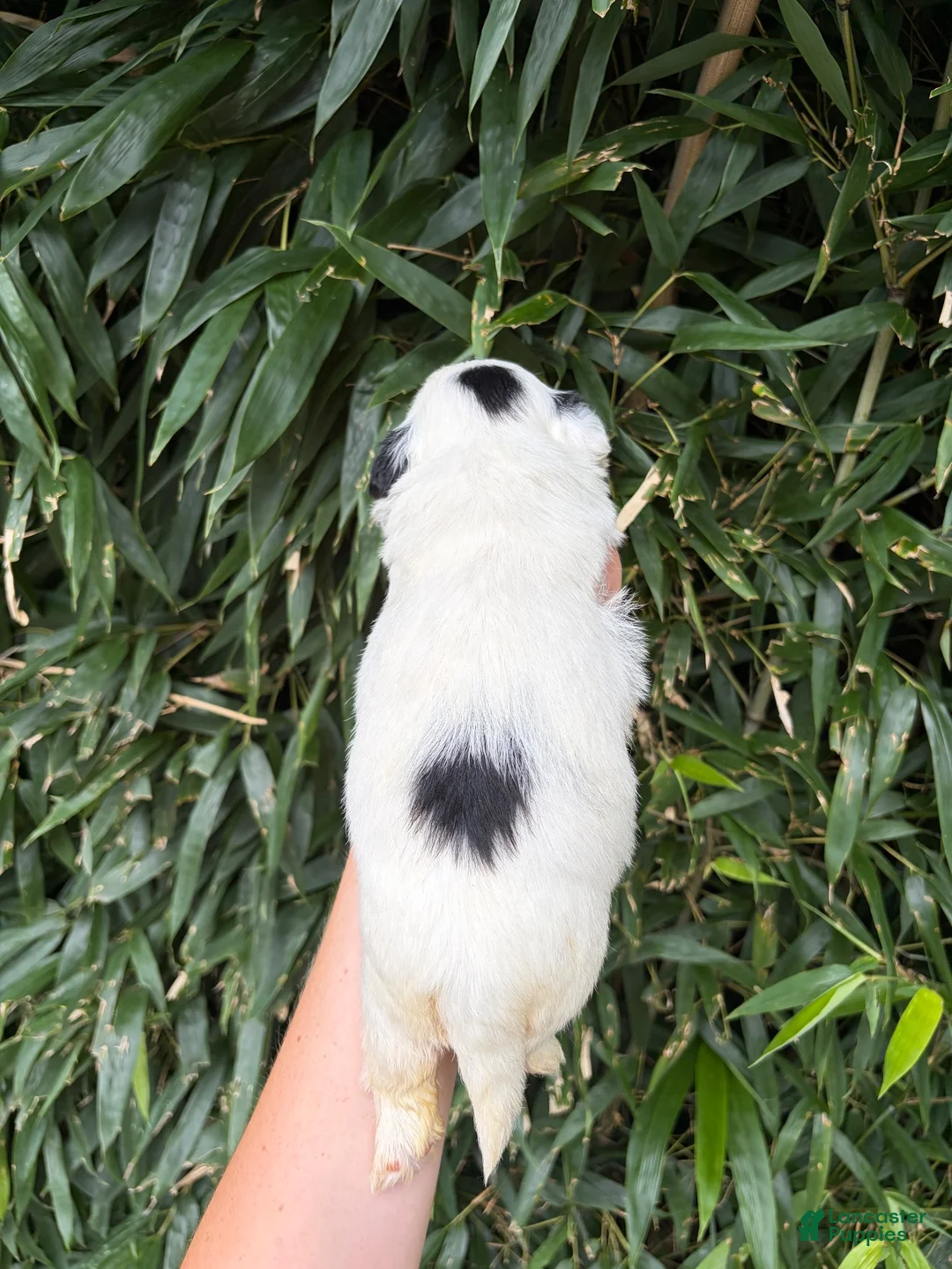 Shih Tzu dogs for sale: Shih Tzu 3 - Ad 2