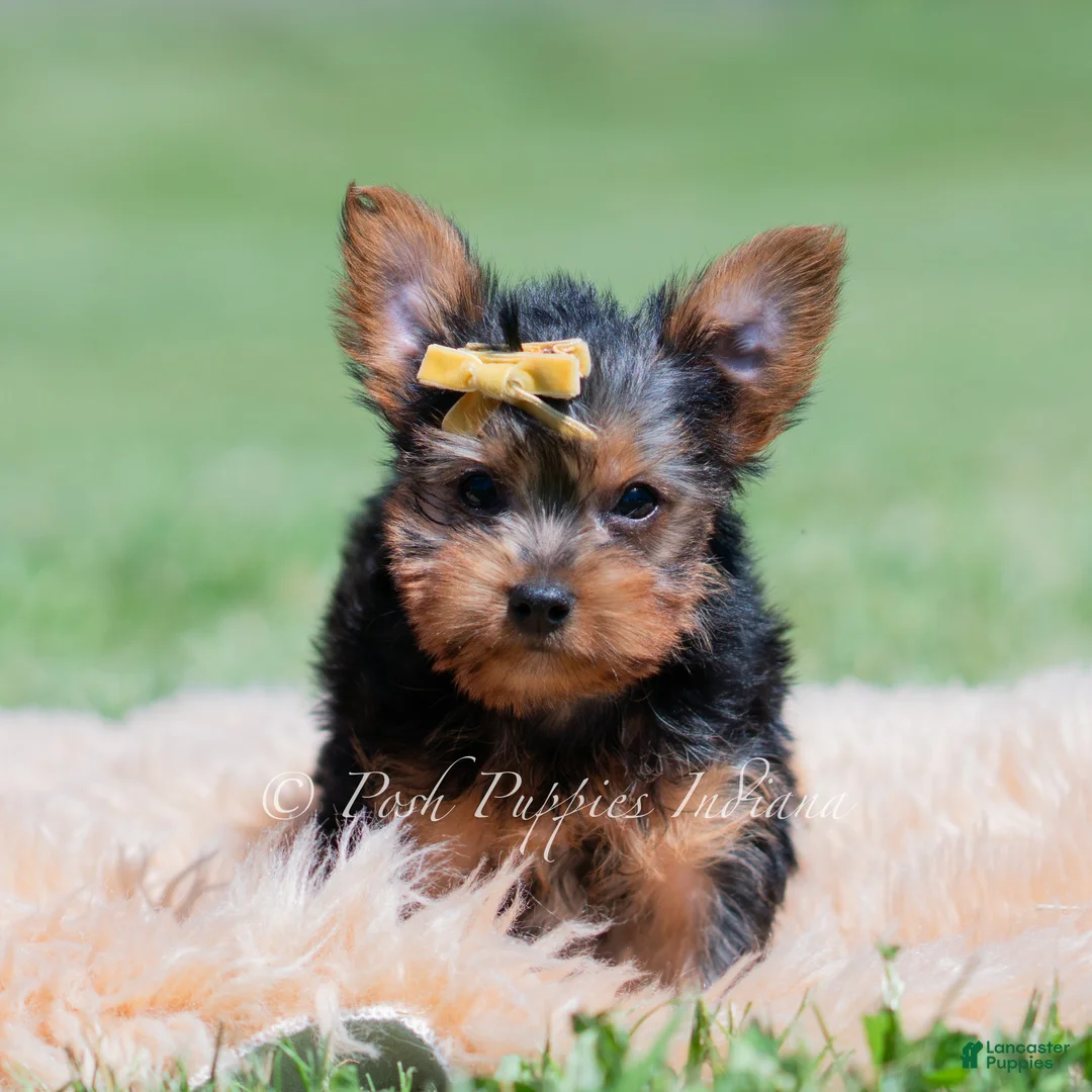 Yorkshire Terrier dogs for sale: Copper - Ad 1
