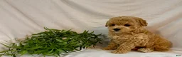 Toy Poodle dogs for sale: Kyra - Ad 6