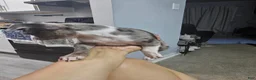 Chihuahua dogs for sale: Chihuahua 3 - Ad 4