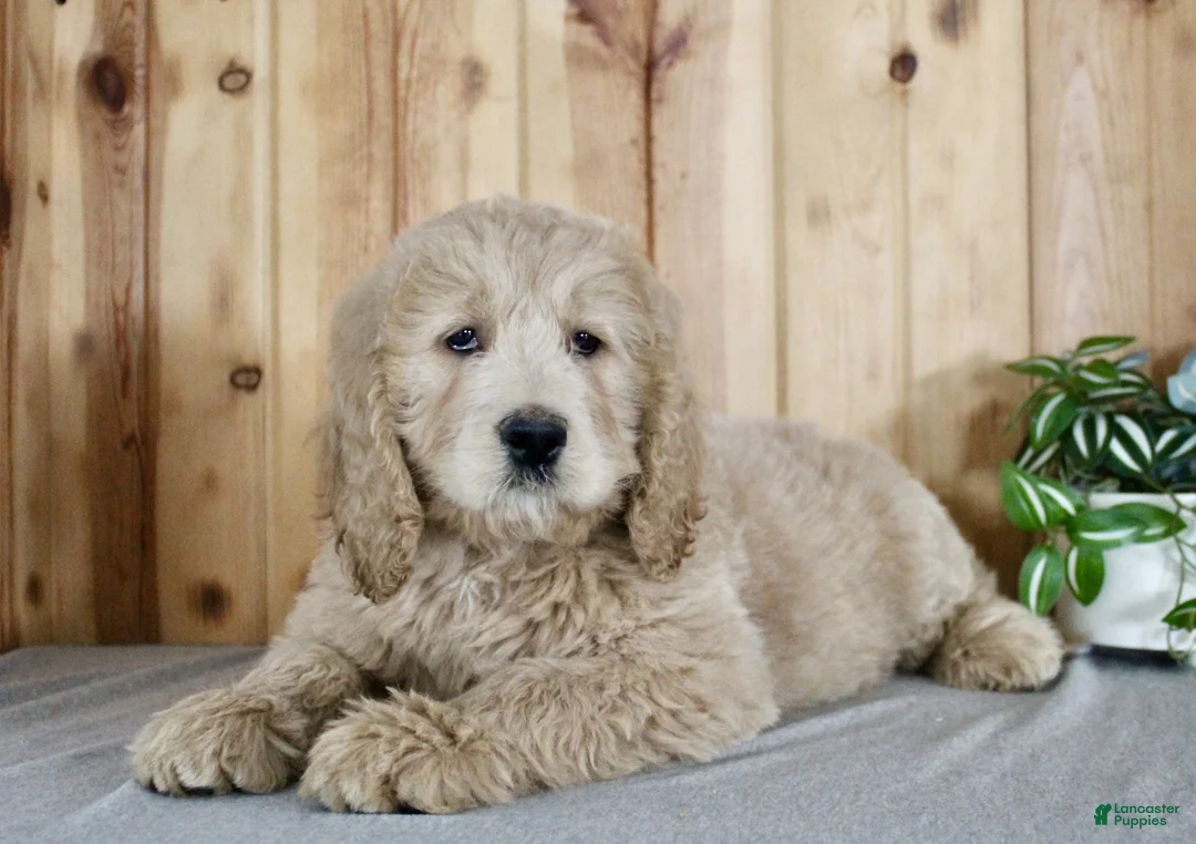 Goldendoodle dogs for sale: Candi - Ad 5