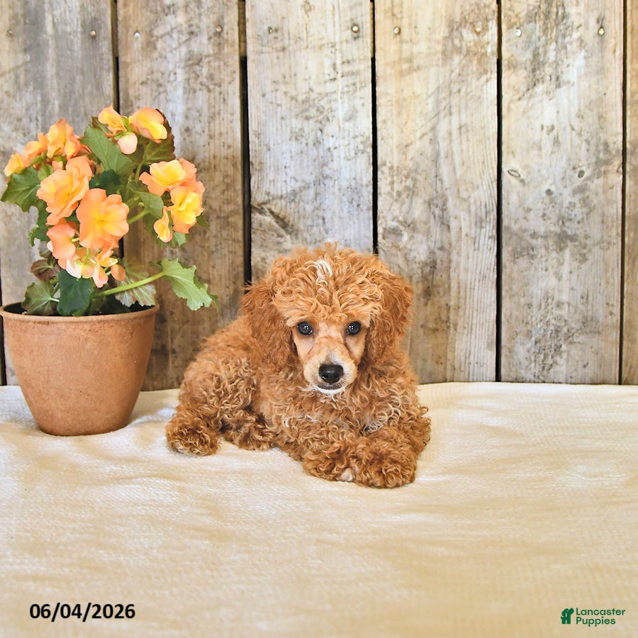 Miniature Poodle dogs for sale: Logan - Ad 3