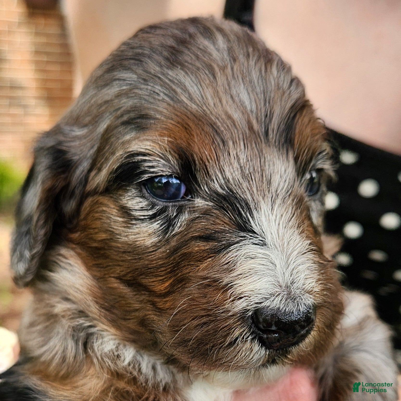 Mini Aussiedoodle dogs Misty - Female - Blue Merle - Ad 2