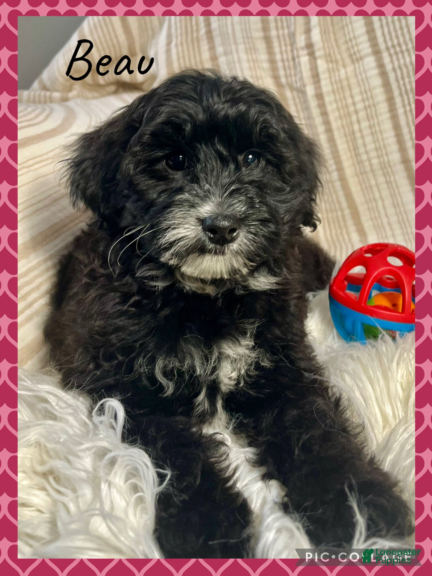 Yorkiepoo dogs Beau - Ad 13