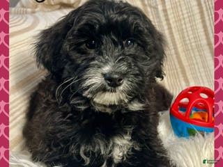 Yorkiepoo dogs Beau - Ad 13