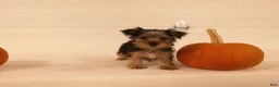 Yorkshire Terrier dogs for sale: Toby - Ad 8