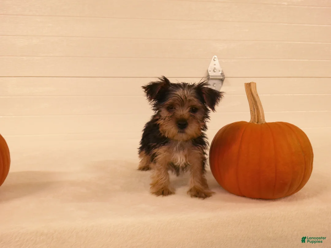 Yorkshire Terrier dogs for sale: Toby - Ad 8