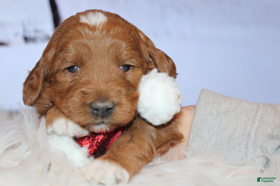 Mini Goldendoodle dogs for sale: Willow-Mini - Ad 4