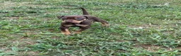 Catahoula Leopard Dog dogs for sale: Litter Beaver - Ad 4