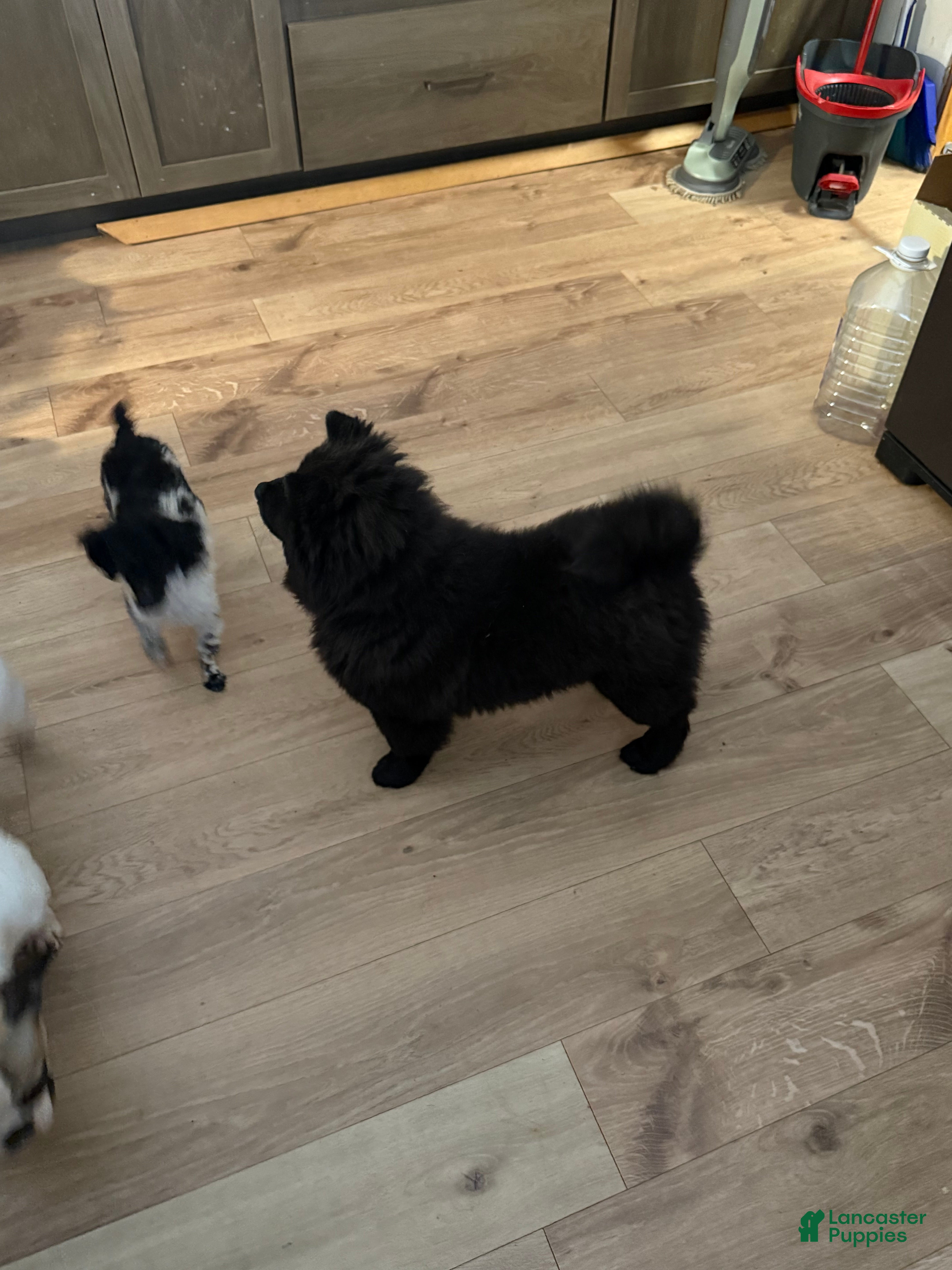 Chow Chow dogs Cupcake - Ad 2