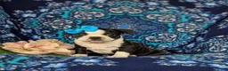 Boston Terrier dogs for sale: Elisa - Ad 3