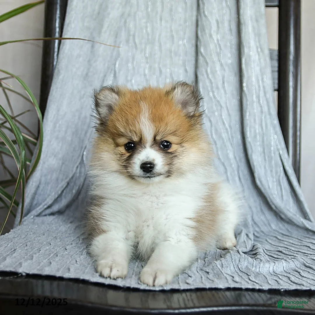 Pomeranian dogs for sale: Fluffy - Ad 3