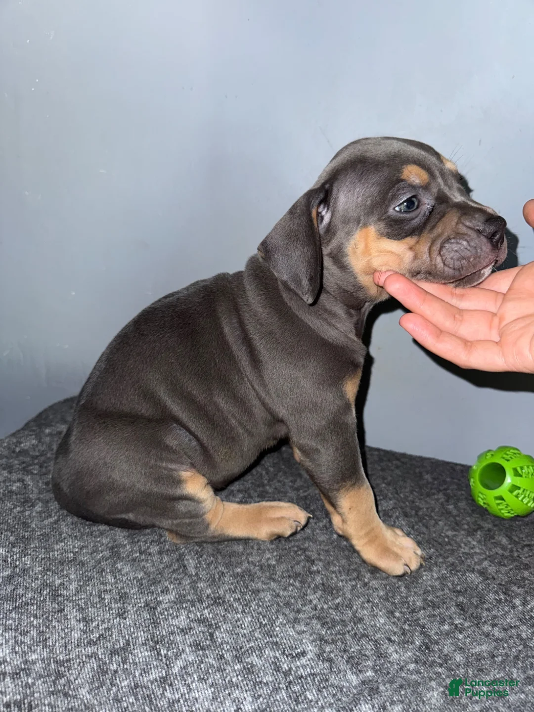 American Bully dogs for sale: Hershey - Ad 7