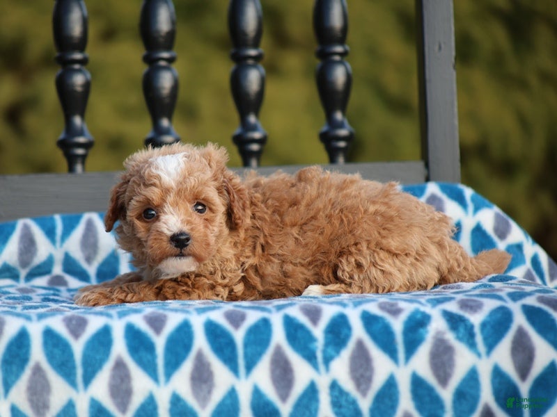 Miniature Poodle dogs Gabby - Ad 27