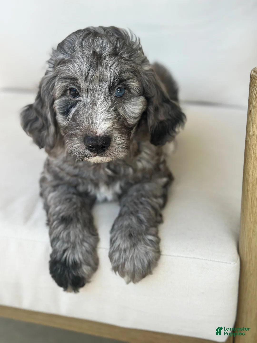 Mini Goldendoodle dogs for sale: Arrow - Ad 1