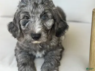 Mini Goldendoodle dogs for sale: Arrow - Ad 2